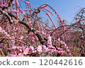 Okusayama Shoryu Weeping Plum Garden 120442616