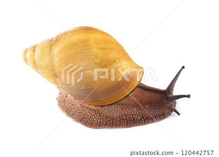 archachatina marginata ovum albina shell 120442757