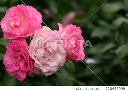 Rose Garden at Ishibashi Cultural Center 120442909