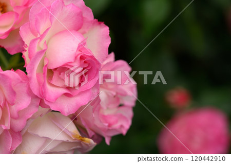 Rose Garden at Ishibashi Cultural Center Rose Garden at Ishibashi Cultural Center 120442910