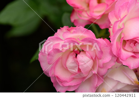 Rose Garden at Ishibashi Cultural Center Rose Garden at Ishibashi Cultural Center 120442911