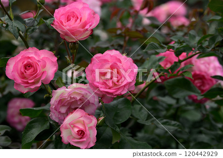 Rose Garden at Ishibashi Cultural Center 120442929
