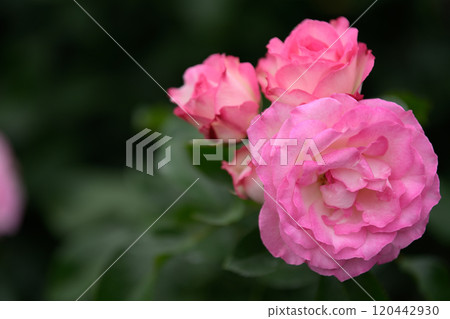 Rose Garden at Ishibashi Cultural Center 120442930