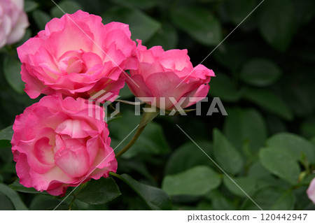 Rose Garden at Ishibashi Cultural Center 120442947