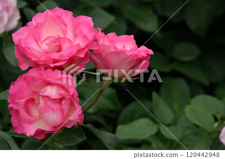 Rose Garden at Ishibashi Cultural Center 120442948