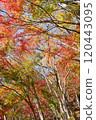Autumn foliage at Momiji Valley on Mt. Amagake (Mie) 120443095