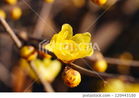 蠟梅花在春天的陽光下閃閃發光 蠟梅花在春天的陽光下閃閃發光 120443180