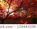 Autumn leaves at Kokoen Garden 120443206