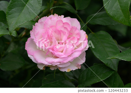 石橋文化中心玫瑰園 石橋文化中心玫瑰園 120443233