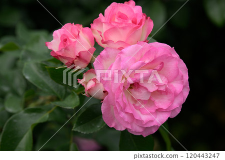 石橋文化中心玫瑰園 石橋文化中心玫瑰園 120443247