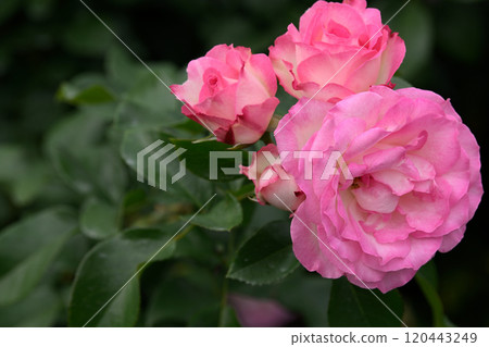 石橋文化中心玫瑰園 120443249