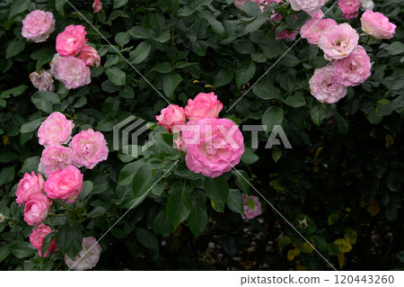 Rose Garden at Ishibashi Cultural Center Rose Garden at Ishibashi Cultural Center 120443260