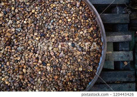 Indonesian Luwak Coffee Beans Indonesian Luwak Coffee Beans 120443426