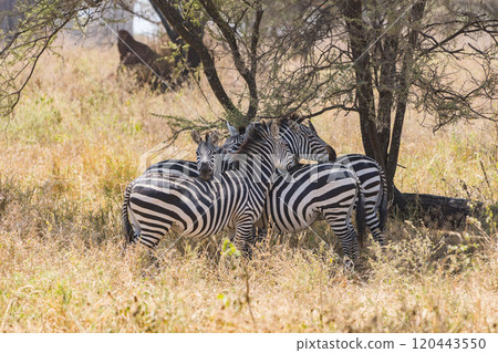 Zebra in Tarangire National Park, Tanzania Zebra in Tarangire National Park, Tanzania 120443550