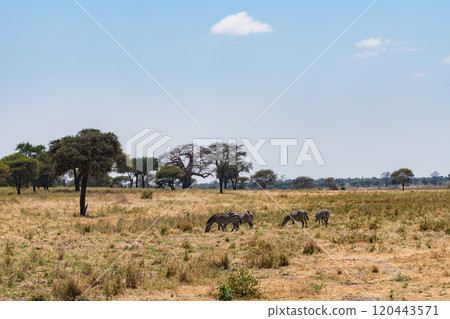 Zebra in Tarangire National Park, Tanzania 120443571