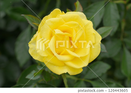 Rose Garden at Ishibashi Cultural Center 120443605