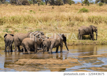 坦尚尼亞塔蘭吉雷國家公園的非洲象 120443675