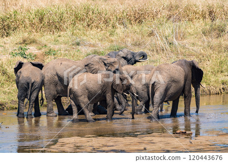 African elephant in Tarangire National Park, Tanzania African elephant in Tarangire National Park, Tanzania 120443676