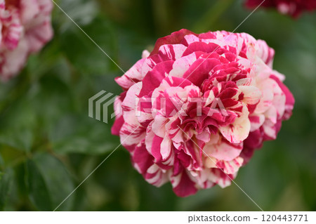 Rose Garden at Ishibashi Cultural Center 120443771