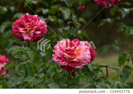 石橋文化中心玫瑰園 120443778