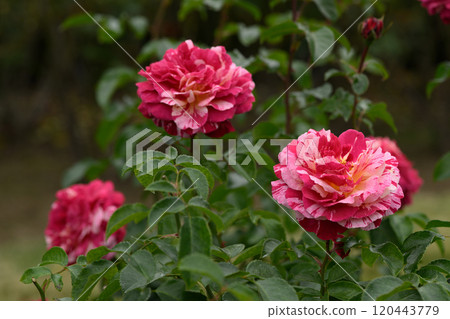 石橋文化中心玫瑰園 石橋文化中心玫瑰園 120443779