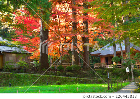 秋天，奧州，平泉，中尊寺，佛經集 120443818