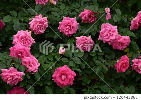 Rose Garden at Ishibashi Cultural Center Rose Garden at Ishibashi Cultural Center 120443863