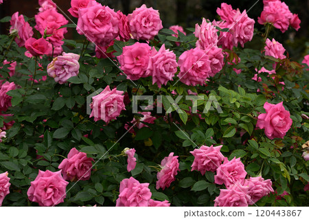 Rose Garden at Ishibashi Cultural Center Rose Garden at Ishibashi Cultural Center 120443867