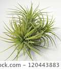空氣植物 | 鐵蘭 Ionantha 叢 120443883