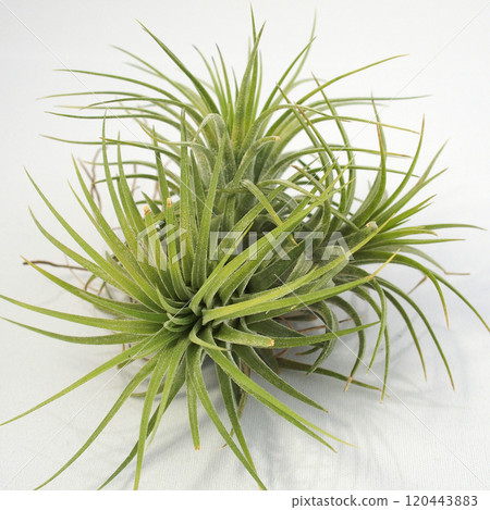 空氣植物 | 鐵蘭 Ionantha 叢 120443883