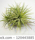 空氣植物 | 鐵蘭 Ionantha 叢 120443885