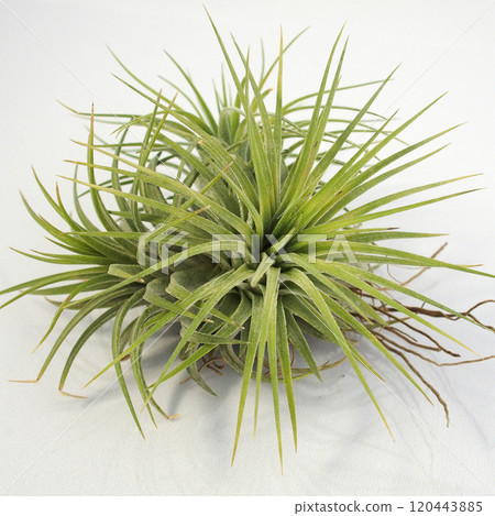空氣植物 | 鐵蘭 Ionantha 叢 120443885