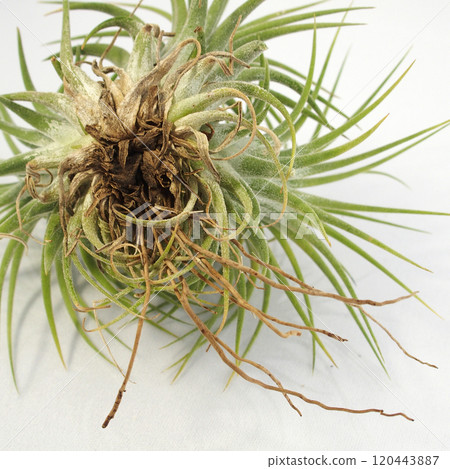 空氣植物 | 鐵蘭 Ionantha 叢 120443887