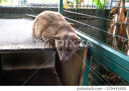 Civet cat, Bali, Indonesia 120443888