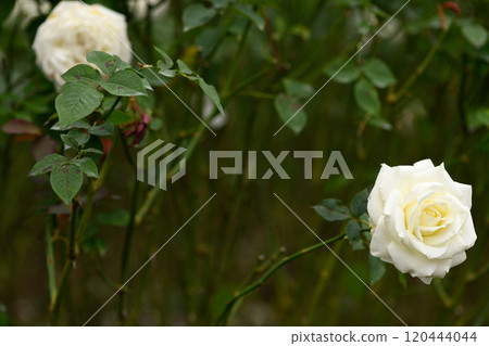 石橋文化中心玫瑰園 石橋文化中心玫瑰園 120444044