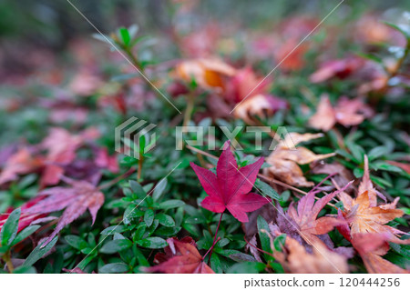 [Kyoto Prefecture] Tenryu-ji Temple 120444256
