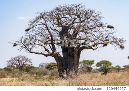 Baobab tree in Tarangire National Park, Tanzania 120444257