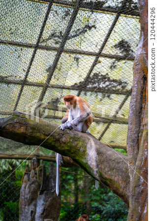 Proboscis monkey at Taman Safari in Indonesia Proboscis monkey at Taman Safari in Indonesia 120444296