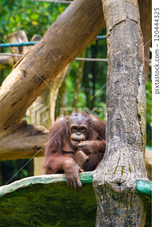 Orangutans at Taman Safari in Indonesia Orangutans at Taman Safari in Indonesia 120444325