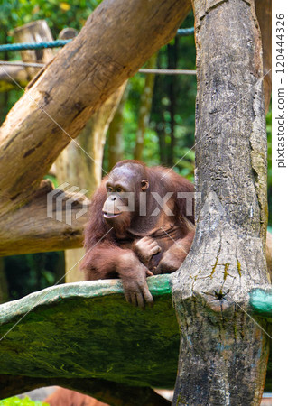Orangutans at Taman Safari in Indonesia Orangutans at Taman Safari in Indonesia 120444326