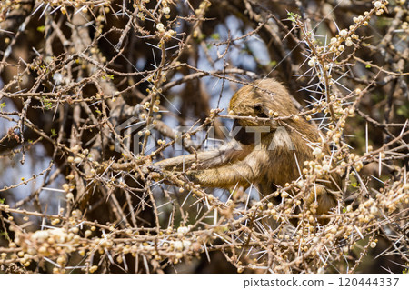 Olive Baboon in Tarangire National Park, Tanzania 120444337