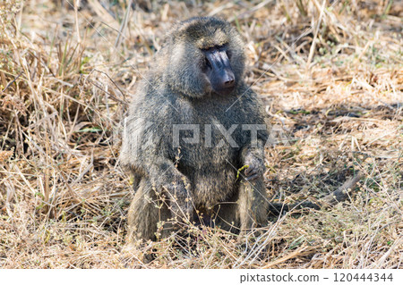 Olive Baboon in Tarangire National Park, Tanzania 120444344