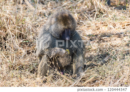 坦尚尼亞塔蘭吉雷國家公園的橄欖狒狒 坦尚尼亞塔蘭吉雷國家公園的橄欖狒狒 120444347