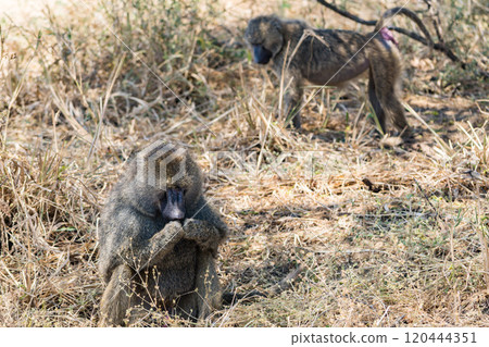 Olive Baboon in Tarangire National Park, Tanzania Olive Baboon in Tarangire National Park, Tanzania 120444351