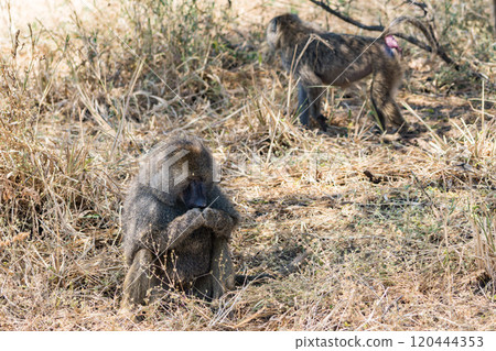 Olive Baboon in Tarangire National Park, Tanzania Olive Baboon in Tarangire National Park, Tanzania 120444353