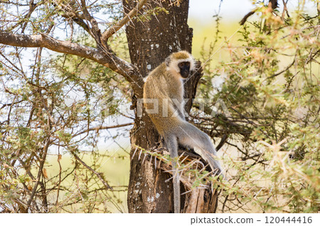 Vervet monkeys in Tarangire National Park, Tanzania Vervet monkeys in Tarangire National Park, Tanzania 120444416