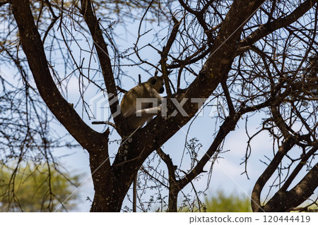 Vervet monkeys in Tarangire National Park, Tanzania Vervet monkeys in Tarangire National Park, Tanzania 120444419
