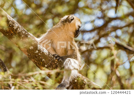 坦尚尼亞塔蘭吉雷國家公園的黑長尾猴 坦尚尼亞塔蘭吉雷國家公園的黑長尾猴 120444421