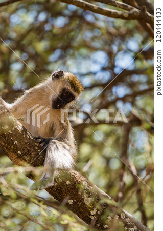Vervet monkeys in Tarangire National Park, Tanzania 120444433