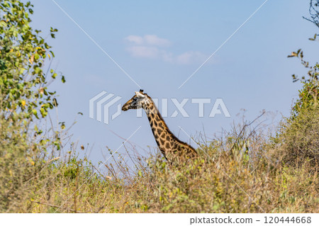 Reticulated giraffe in Tarangire National Park, Tanzania 120444668